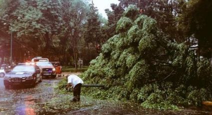 Lluvia en CDMX provoca caída de árbol y tránsito lento
