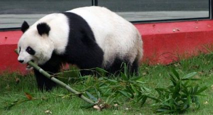 Oso Panda Shuan Shuan cumple 31 años