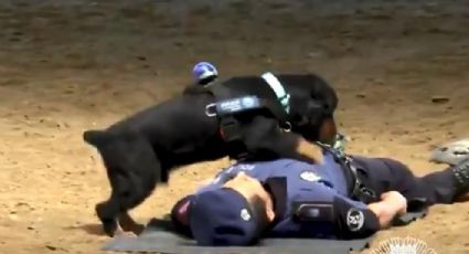Poncho, el perro policía que ‘salva la vida’ de un agente (VIDEO) 