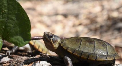 Descubren nueva especie de tortuga en México (FOTOS)