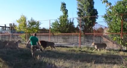 Cuidador de zoo usa chancla como 'arma' para dispersar a leones (VIDEO)