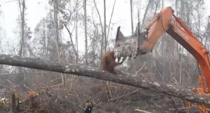 Orangután se enfrenta a excavadora que estaba destruyendo su hábitat (VIDEO) 