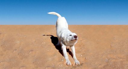 Mujer toma el sol en la playa, pero su perro arruina el momento (VIDEO)