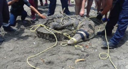 Captura a cocodrilo que intentó agredir a niña en playa de Zihuatanejo