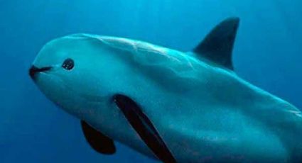 UNAM sugiere al gobierno declarar estado de emergencia para salvar a vaquita marina  