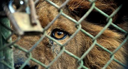 Bajo maltrato, animales en zoológicos, acuarios, ferias y corridas: UNAM