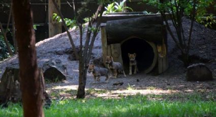 Sedema invita a ponerle nombre a lobos nacidos en Zoológico Los Coyotes
