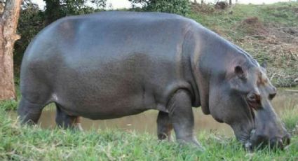Hipopótamo Tyson se encuentra en resguardo permanente: Profepa