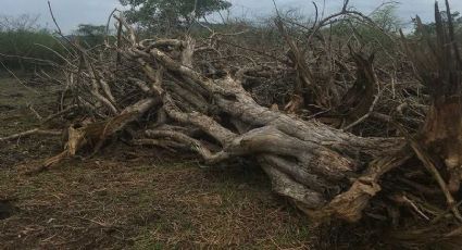Multa Profepa a particular por actividad ilegal forestal en Ticuizitán, Colima