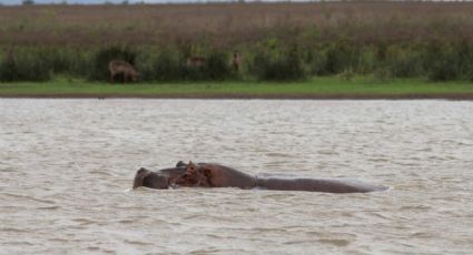 Muere turista chino tras ser atacado por un hipopótamo en Kenia