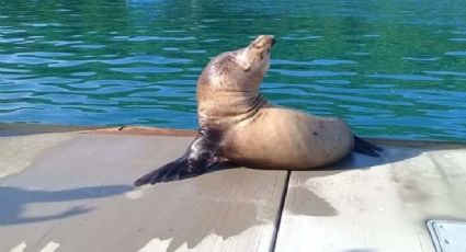 'Pancho', el lobo marino que disfruta del sol en Acapulco (VIDEO)