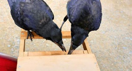 Parque temático usa cuervos para recoger basura del suelo en Francia 