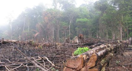 Alrededor de 250 pueblos indígenas en la Amazonas en Brasil están amenazados por tala ilegal