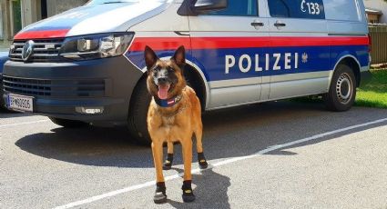 'Hot-Dogs'; perros policiales calzan con estilo zapatos por ola de calor (FOTOS)