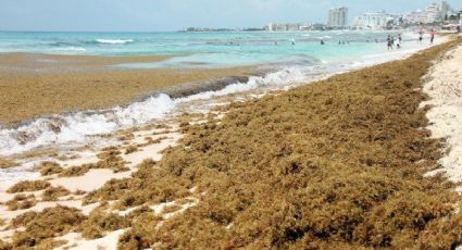 Inician colocación de vallas antisargazo en playas de Quintana Roo