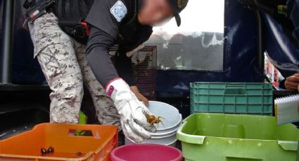 Decomisan en mercado de la Morelos animales en peligro de extinción (FOTOS)