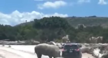 Rinoceronte embistiera vehículo de familia en Africam Safari de Puebla (VIDEO)