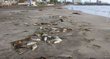 En playa de Boca del Río, Veracruz hallan decenas de peces muertos 