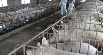 Confirman brote de peste porcina africana en China