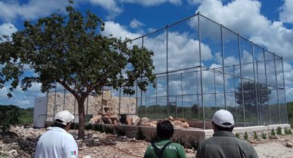 Profepa asegura por diversas irregularidades a dos tigres de bengala en Yucatán (FOTOS) 