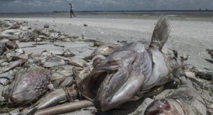 Encuentran muertos nueve delfines en costas de Florida