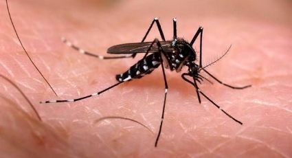 Suman 9 muertes por dengue en Chiapas; hay más de 2 mil 62 casos