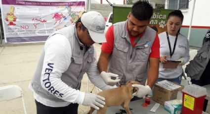 SSA aplicará más de tres millones de vacunas a perros y gatos 