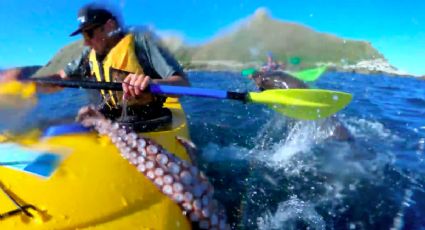 Una foca le lanzó un pulpo a la cara mientras paseaba en kayak (VIDEO)