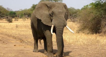 Mujer muere aplastada por un elefante en safari de Zimbabue