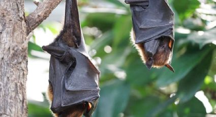 Nueva especie de ébola en murciélagos podría afectar a humanos 