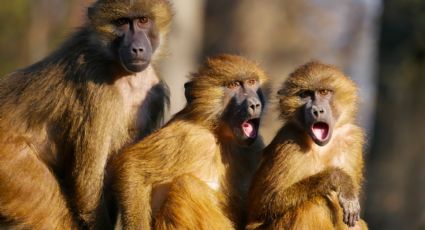Grupo de monos "desfilan" en ciudad de Japón (VIDEO)