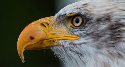 Desarrollan una cámara que permite reproducir la visión de las aves (FOTOS)