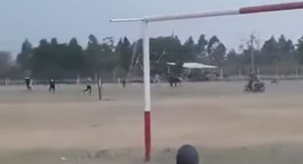 Toro embiste a jugadores de futbol tras ingresar a cancha (VIDEO)