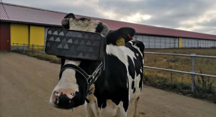 En Rusia ponen gafas de realidad virtual a las vacas para que crean que están en el campo