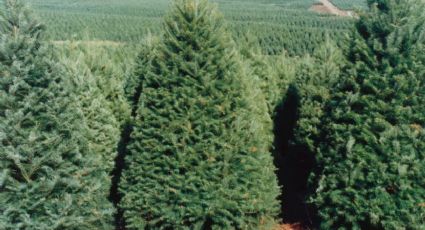 Por plaga, Profepa impide ingreso de 4 mil árboles de Navidad