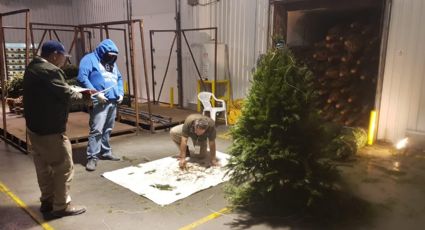 Inicia Profepa revisión de árboles de Navidad
