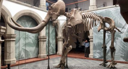 Exhibirán Mamut gigante en Museo Regional de Nayarit