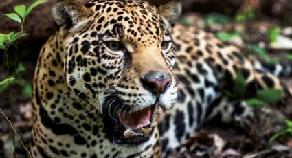 Incrementa la población de jaguares en ocho años