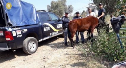 Rescatan a caballo que cayó a fosa séptica en Xochimilco