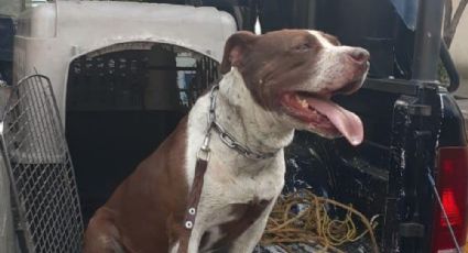 Bull Terrier ataca a una mujer y su hijo de dos años