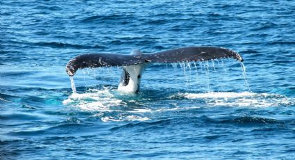 Capturan el sorprendente salto de ballenas azules (VIDEO)