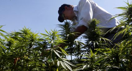 Monreal asegura que existe voluntad política para concretar legalización de marihuana