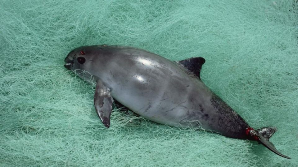 Hallan vaquita marina muerta atrapada en red en el norte de México.