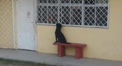 Perro espera a su dueño fuera de su salón de clases (FOTOS)
