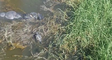 Identifican cuerpo de 20 cadáveres en canal de aguas negras