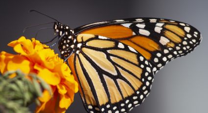 Expertos registran riesgo en la migración de la mariposa Monarca