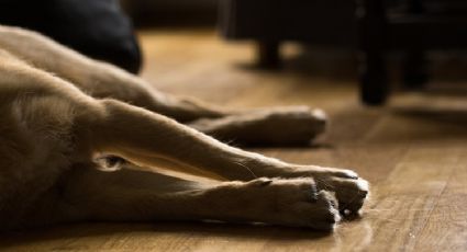 Denuncian envenenamiento de 37 perros en Cuernavaca