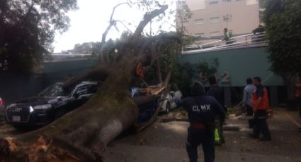 Reportan caída de árboles, lonas y espectaculares por fuertes vientos en CDMX