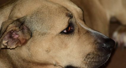 Rescata FEDAPUR a dos canes pitbull por maltrato animal