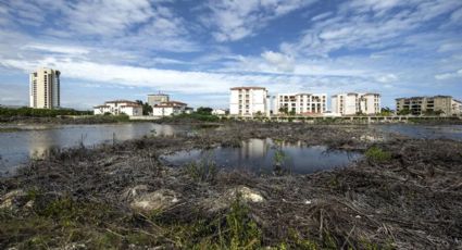 Orden judicial obliga a restauración de manglar en Tajamar en Cancún: CEMDA
